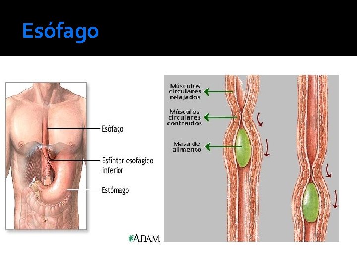 Esófago 