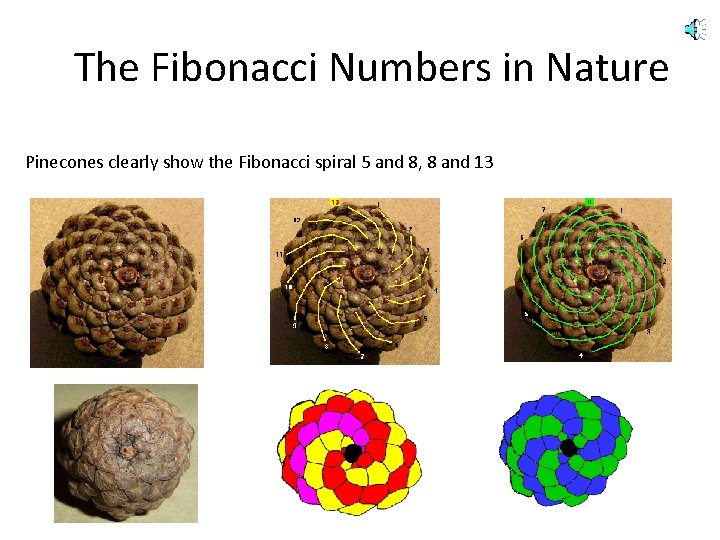 The Fibonacci Numbers in Nature Pinecones clearly show the Fibonacci spiral 5 and 8,
