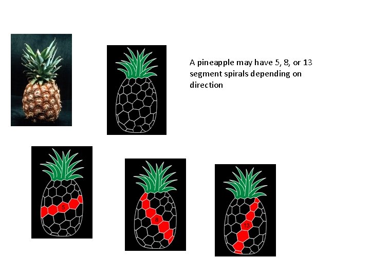 A pineapple may have 5, 8, or 13 segment spirals depending on direction 