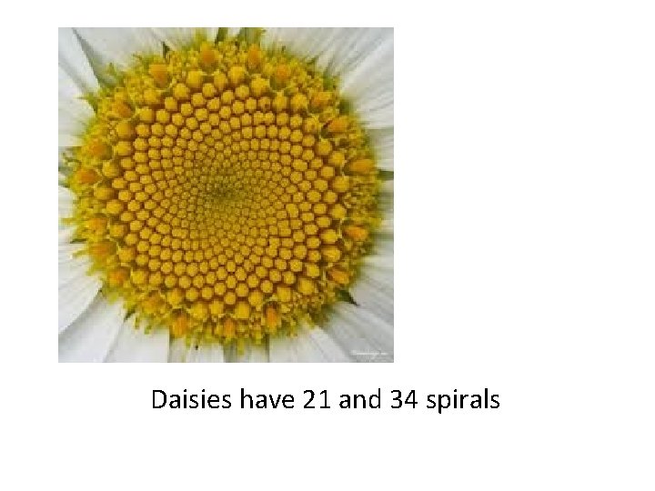 Daisies have 21 and 34 spirals 