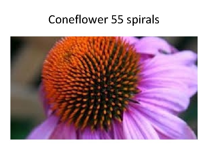 Coneflower 55 spirals 