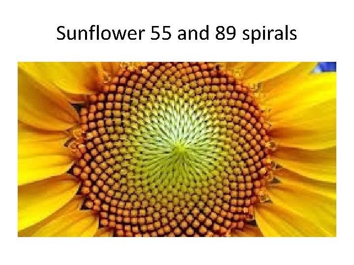 Sunflower 55 and 89 spirals 