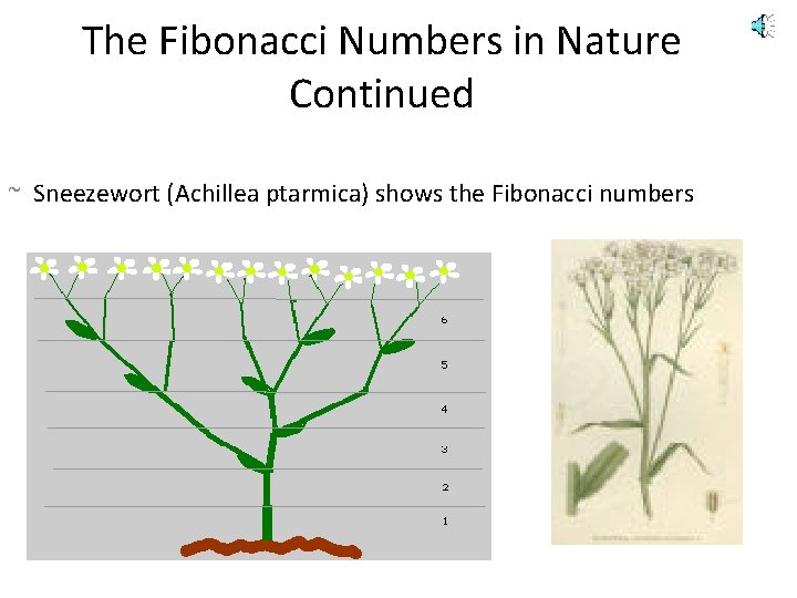 The Fibonacci Numbers in Nature Continued ~ Sneezewort (Achillea ptarmica) shows the Fibonacci numbers