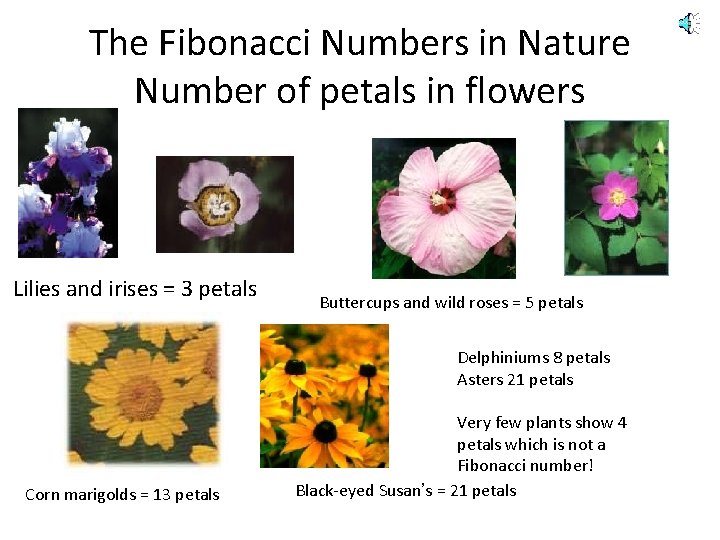 The Fibonacci Numbers in Nature Number of petals in flowers Lilies and irises =