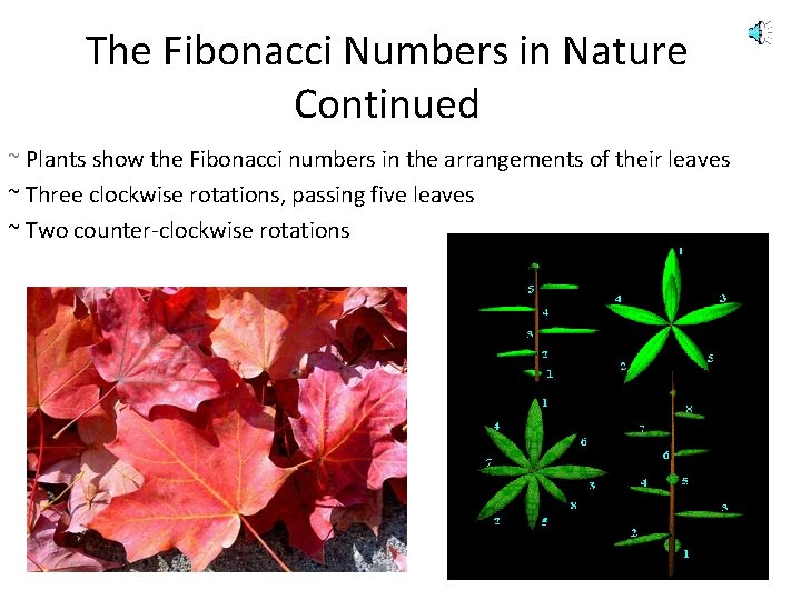 The Fibonacci Numbers in Nature Continued ~ Plants show the Fibonacci numbers in the