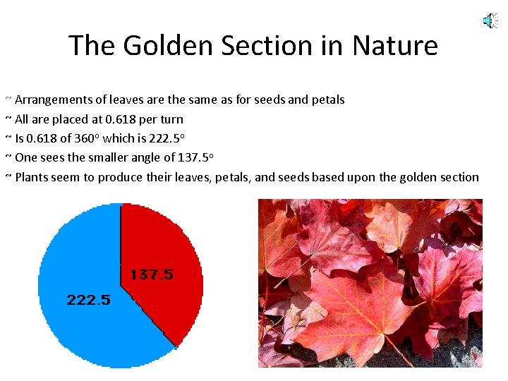 The Golden Section in Nature ~ Arrangements of leaves are the same as for