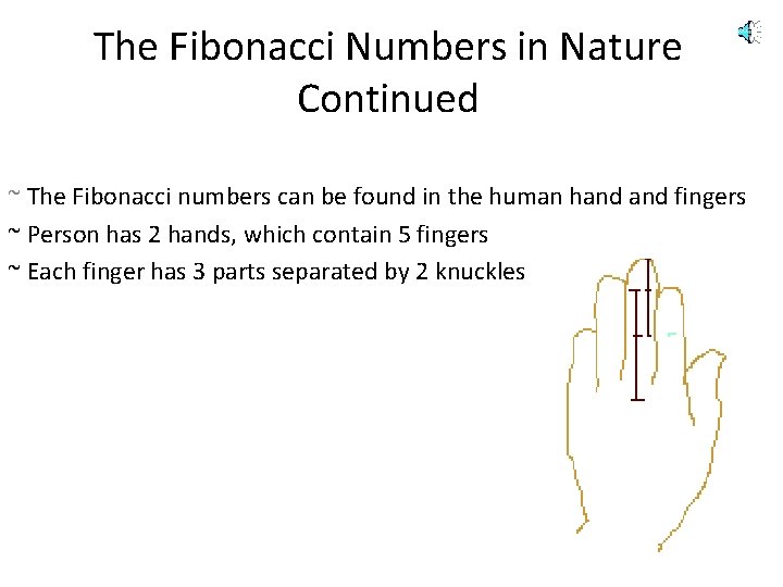 The Fibonacci Numbers in Nature Continued ~ The Fibonacci numbers can be found in