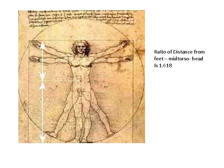 Ratio of Distance from feet – midtorso- head Is 1. 618 