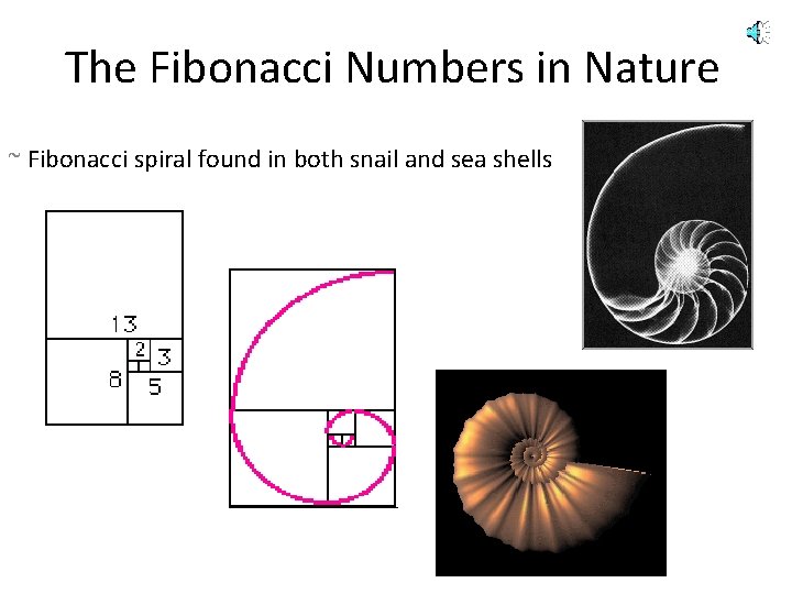 The Fibonacci Numbers in Nature ~ Fibonacci spiral found in both snail and sea