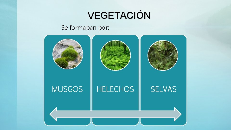 VEGETACIÓN Se formaban por: MUSGOS HELECHOS SELVAS 