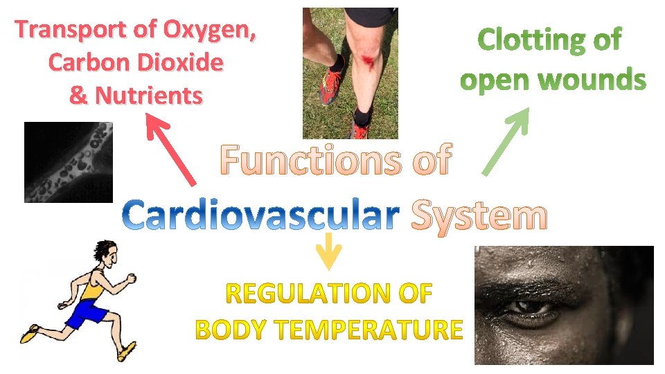Transport of Oxygen, Carbon Dioxide & Nutrients Clotting of open wounds Functions of System