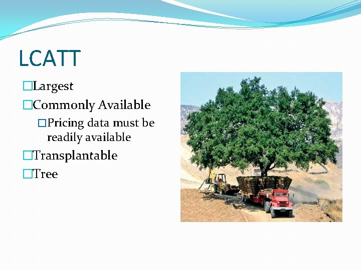 LCATT �Largest �Commonly Available �Pricing data must be readily available �Transplantable �Tree LCATT �Largest �Commonly Available �Pricing data must be readily available �Transplantable �Tree