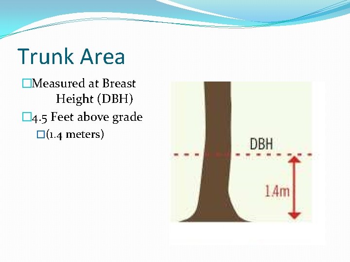Trunk Area �Measured at Breast Height (DBH) � 4. 5 Feet above grade �(1. Trunk Area �Measured at Breast Height (DBH) � 4. 5 Feet above grade �(1.