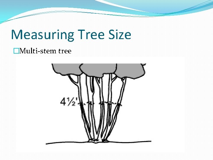Measuring Tree Size �Multi-stem tree Measuring Tree Size �Multi-stem tree