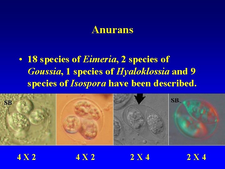 Anurans • 18 species of Eimeria, 2 species of Goussia, 1 species of Hyaloklossia