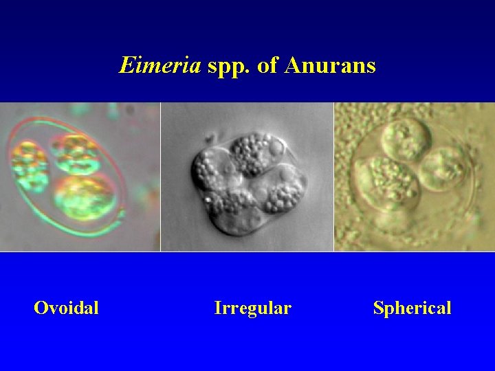 Eimeria spp. of Anurans Ovoidal Irregular Spherical 
