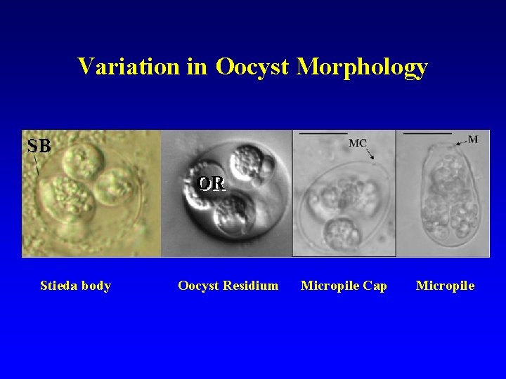 Variation in Oocyst Morphology Stieda body Oocyst Residium Micropile Cap Micropile 