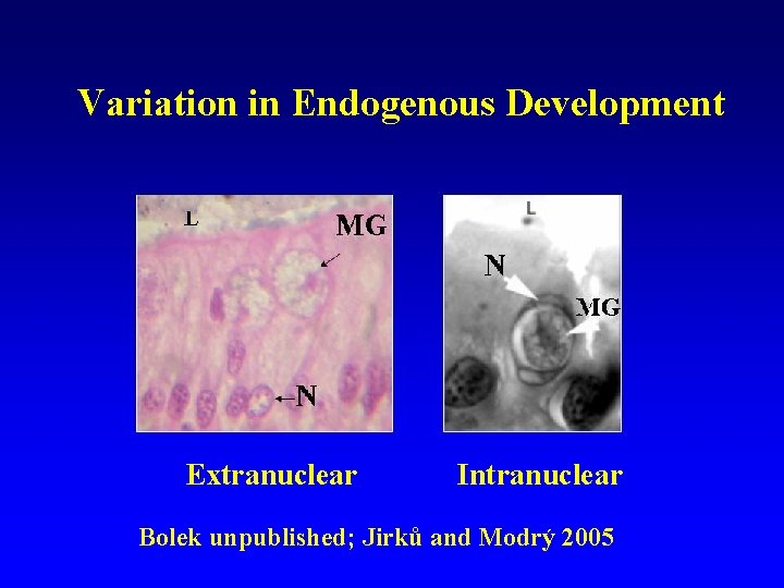 Variation in Endogenous Development Extranuclear Intranuclear Bolek unpublished; Jirků and Modrý 2005 