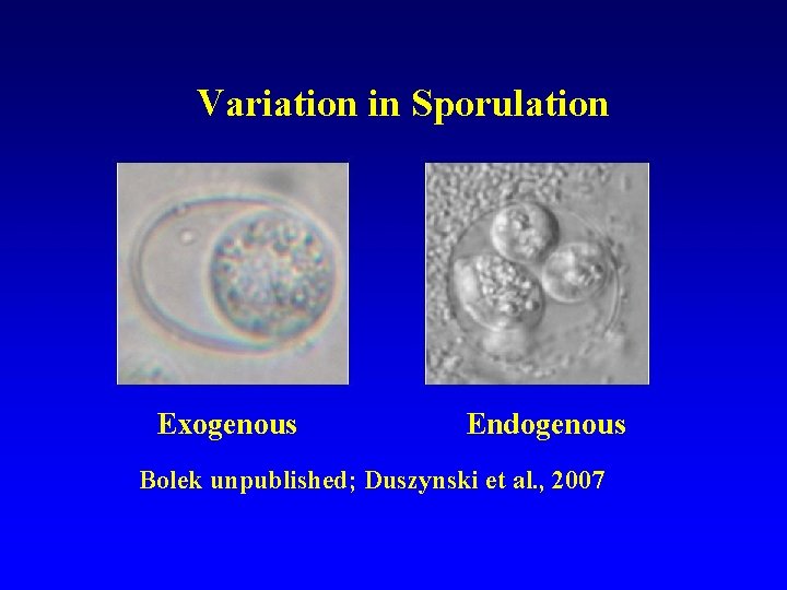 Variation in Sporulation Exogenous Endogenous Bolek unpublished; Duszynski et al. , 2007 