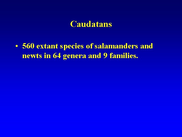 Caudatans • 560 extant species of salamanders and newts in 64 genera and 9