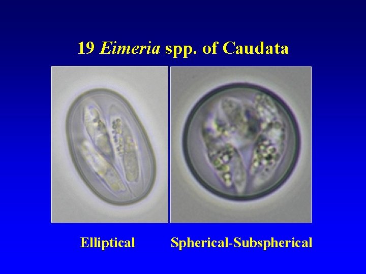 19 Eimeria spp. of Caudata Elliptical Spherical-Subspherical 