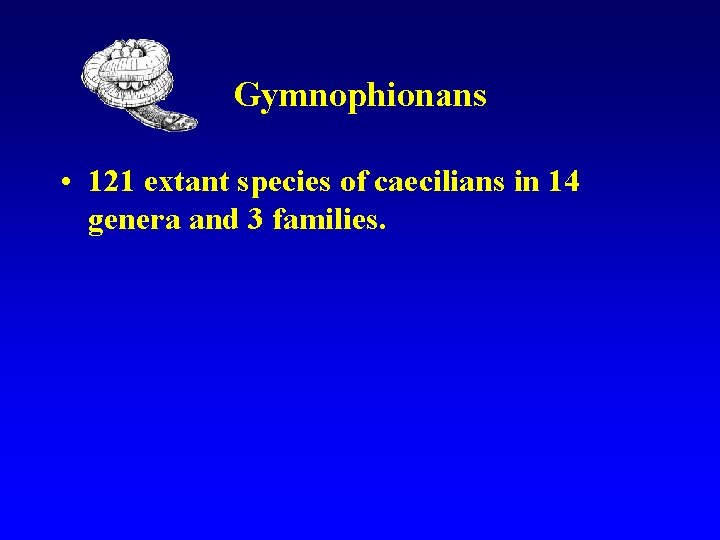 Gymnophionans • 121 extant species of caecilians in 14 genera and 3 families. 