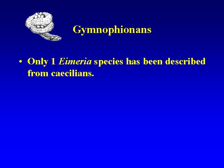 Gymnophionans • Only 1 Eimeria species has been described from caecilians. 
