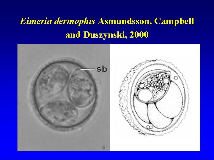 Eimeria dermophis Asmundsson, Campbell and Duszynski, 2000 
