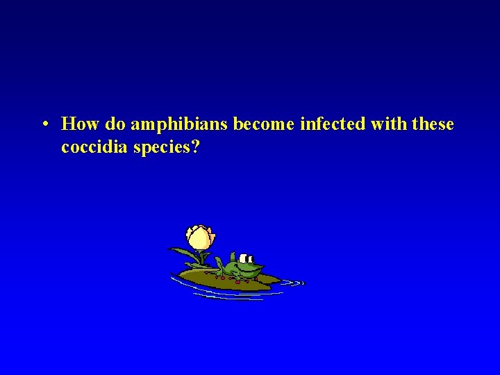  • How do amphibians become infected with these coccidia species? 