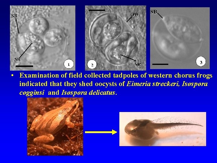  • Examination of field collected tadpoles of western chorus frogs indicated that they