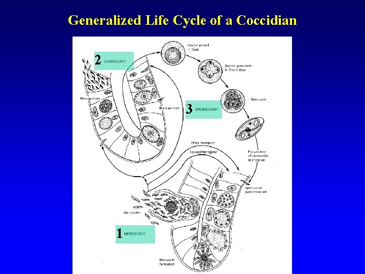 Generalized Life Cycle of a Coccidian 2 3 1 