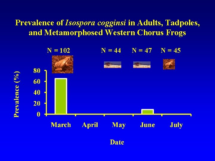 Prevalence of Isospora cogginsi in Adults, Tadpoles, and Metamorphosed Western Chorus Frogs N =