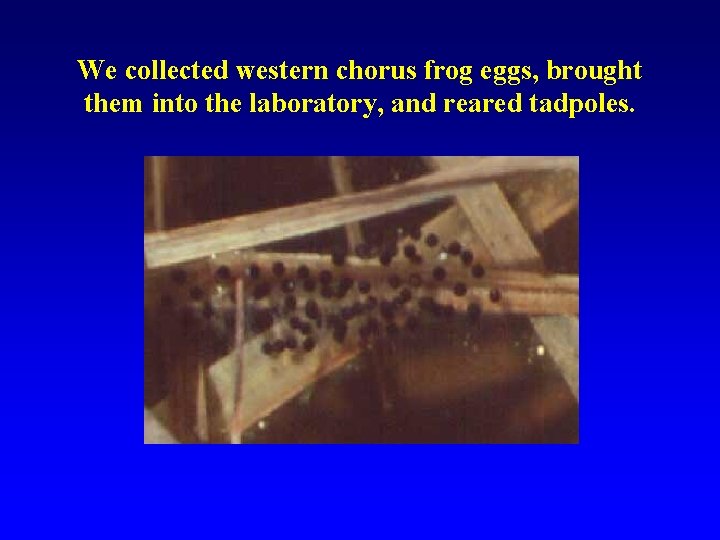 We collected western chorus frog eggs, brought them into the laboratory, and reared tadpoles.