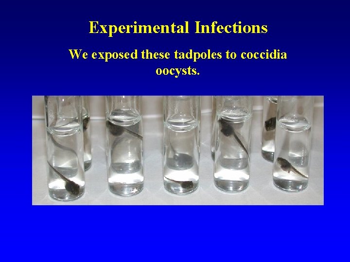 Experimental Infections We exposed these tadpoles to coccidia oocysts. 