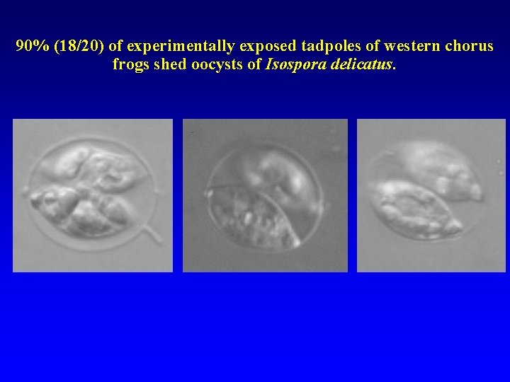 90% (18/20) of experimentally exposed tadpoles of western chorus frogs shed oocysts of Isospora