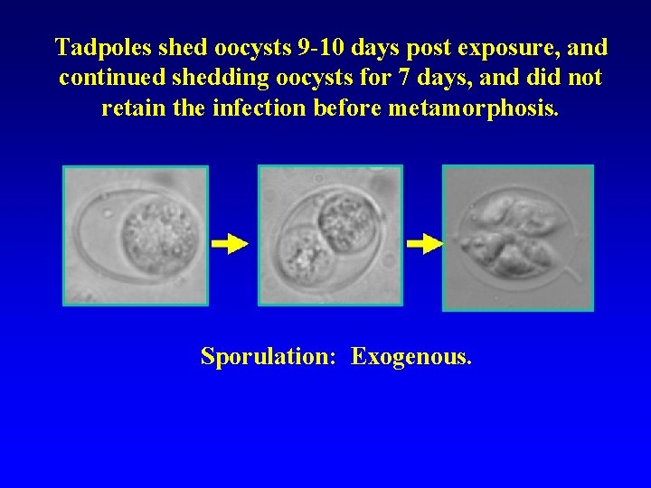 Tadpoles shed oocysts 9 -10 days post exposure, and continued shedding oocysts for 7