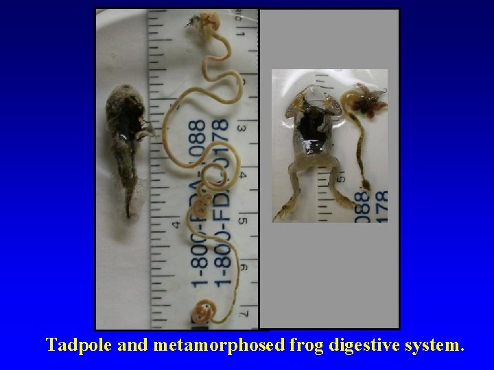 Tadpole and metamorphosed frog digestive system. 