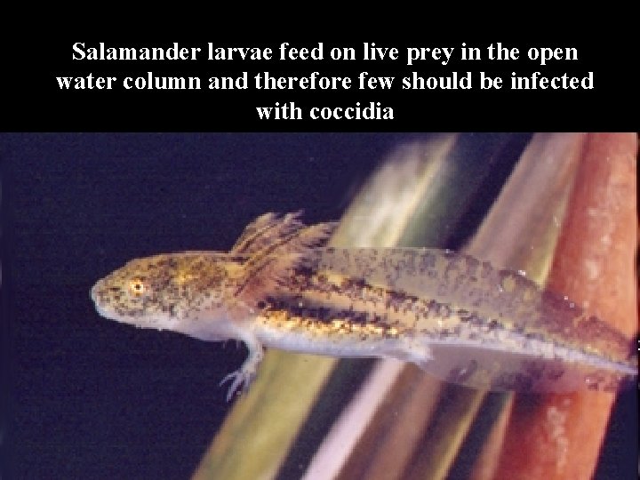Salamander larvae feed on live prey in the open water column and therefore few