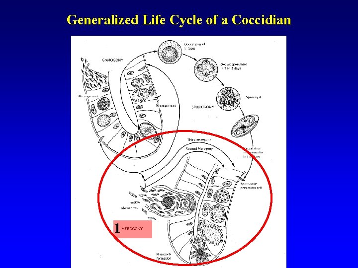 Generalized Life Cycle of a Coccidian 1 