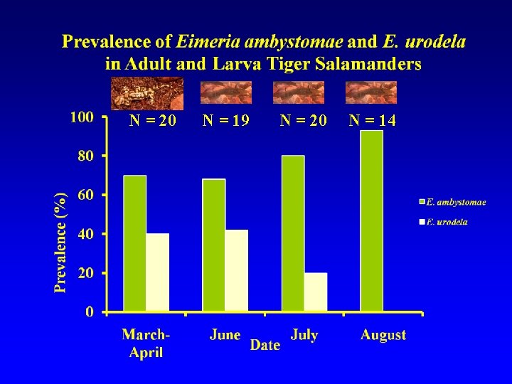 N = 20 N = 19 N = 20 N = 14 
