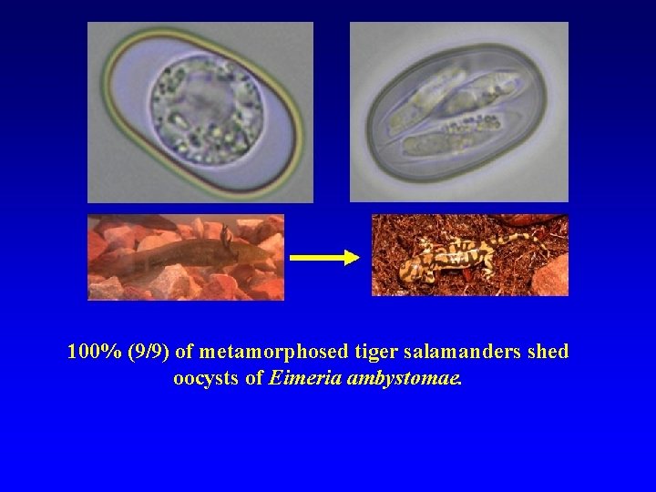 100% (9/9) of metamorphosed tiger salamanders shed oocysts of Eimeria ambystomae. 