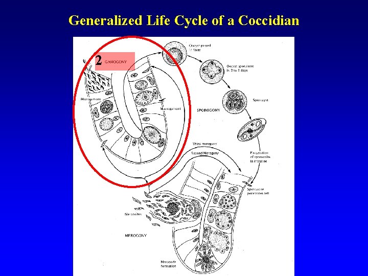Generalized Life Cycle of a Coccidian 2 