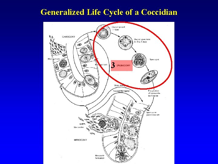 Generalized Life Cycle of a Coccidian 3 