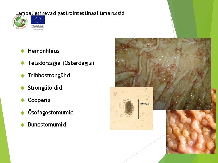 Lambal esinevad gastrointestinaal ümarussid Hemonhhius Teladorsagia (Osterdagia) Trihhostrongülid Strongüloidid Cooperia Ösofagostomumid Bunostomumid 