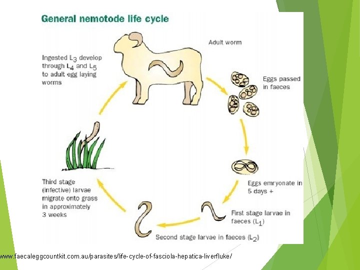 www. faecaleggcountkit. com. au/parasites/life-cycle-of-fasciola-hepatica-liverfluke/ 