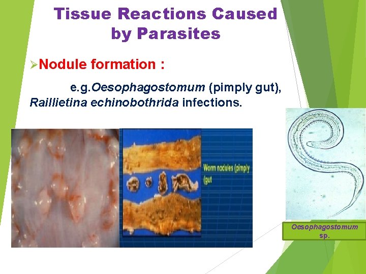 Tissue Reactions Caused by Parasites ØNodule formation : e. g. Oesophagostomum (pimply gut), Raillietina