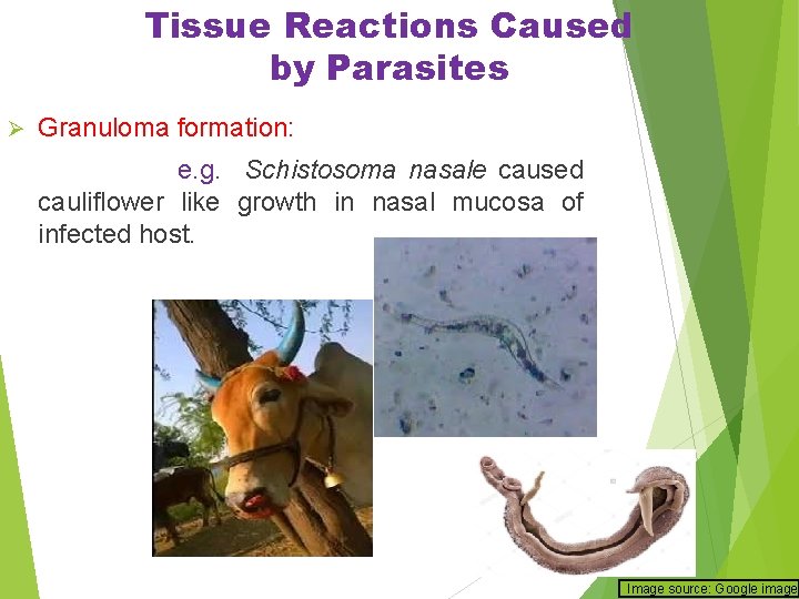 Tissue Reactions Caused by Parasites Ø Granuloma formation: e. g. Schistosoma nasale caused cauliflower