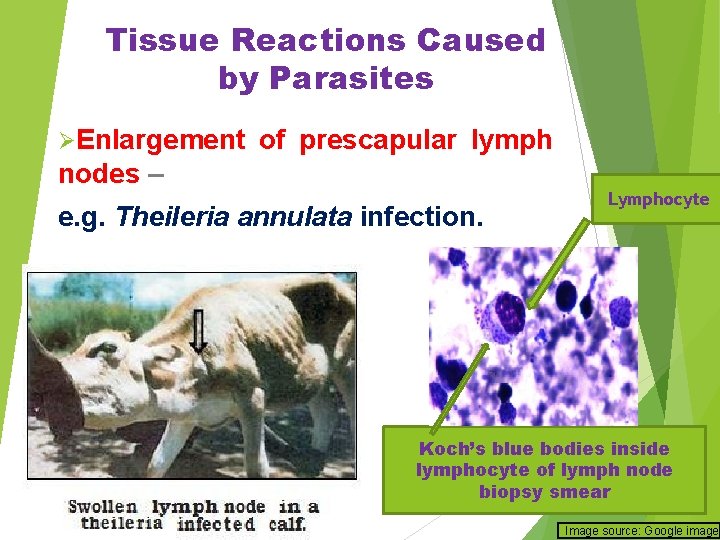 Tissue Reactions Caused by Parasites ØEnlargement of prescapular lymph nodes – e. g. Theileria