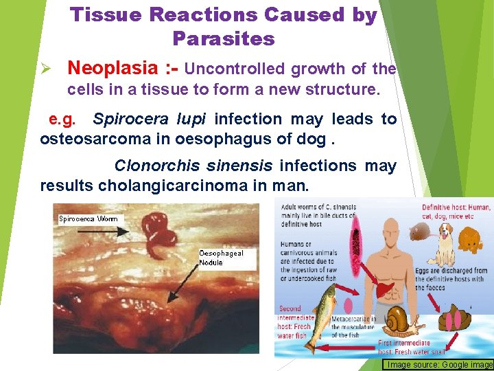 Ø Tissue Reactions Caused by Parasites Neoplasia : - Uncontrolled growth of the cells