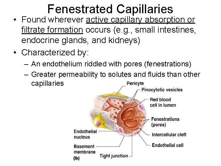 Fenestrated Capillaries • Found wherever active capillary absorption or filtrate formation occurs (e. g.
